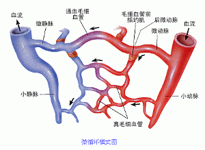 胸膜毛細血管通透性增加