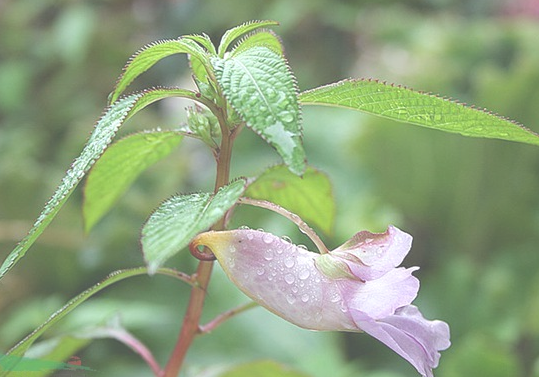 西藏鳳仙花(中藥)