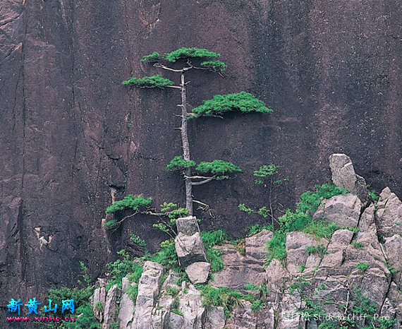 黃山十大名松