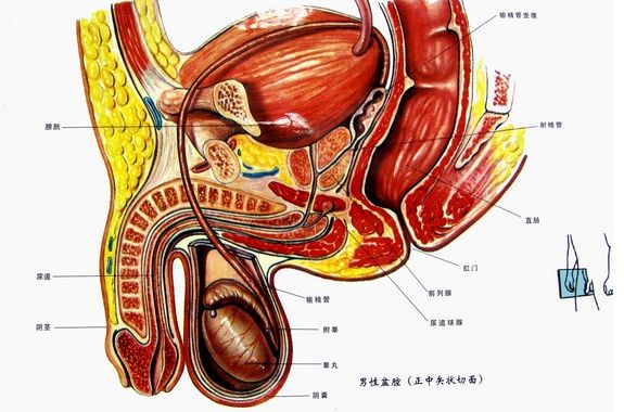 慢性前列腺炎症狀