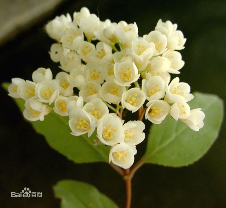 溲疏屬(Deutzia)