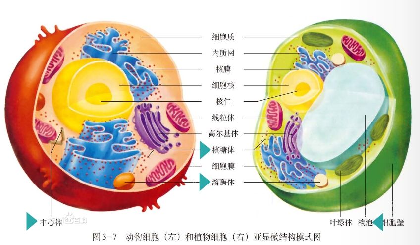 哺乳動物細胞致突變試驗