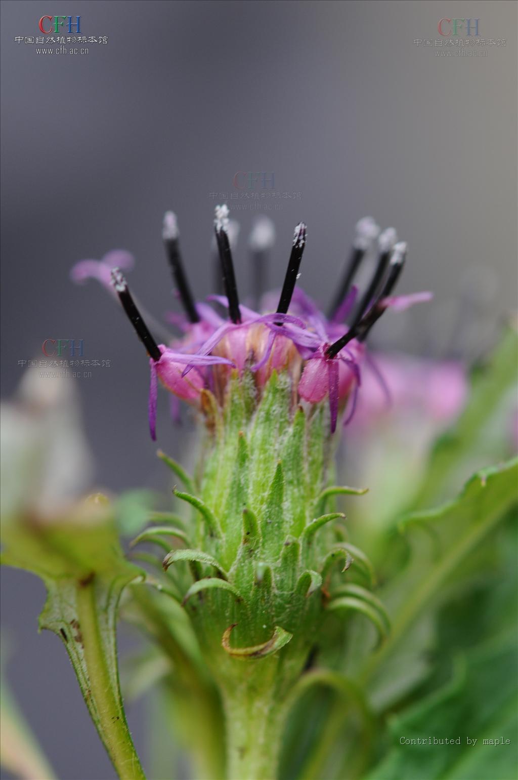 中甸風毛菊