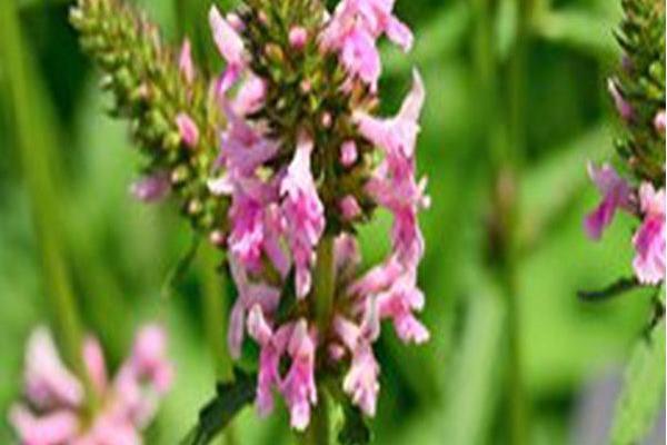 Stachys officinalis \x27Pink Cotton Candy\x27