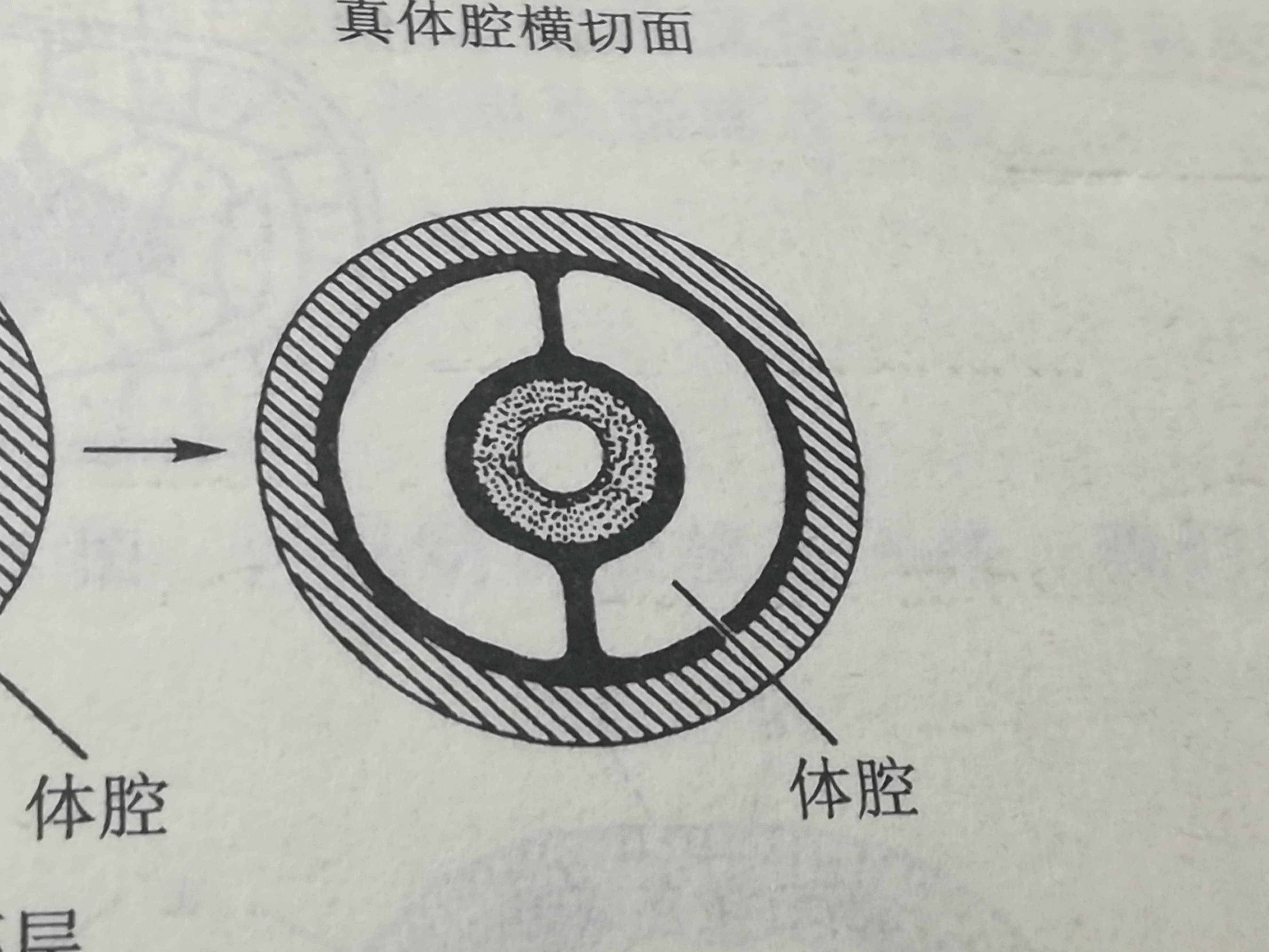 端細胞法