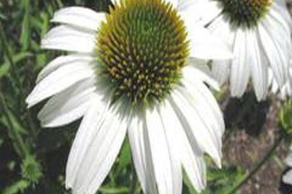 Echinacea purpurea \x27Avalanche\x27