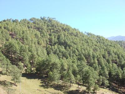 岩火山村生態山林