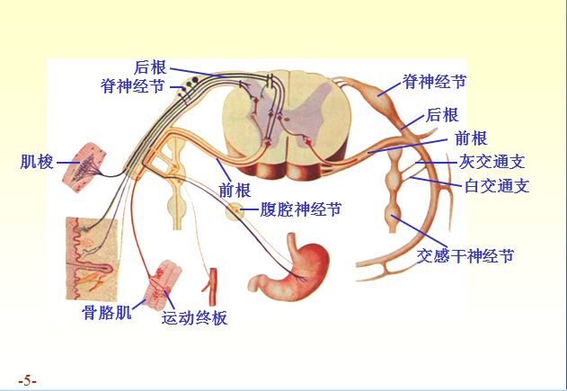 節前神經元