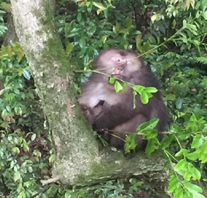 侯家崗的黃山短尾猴