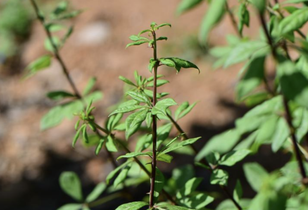 短柄五加(植物)