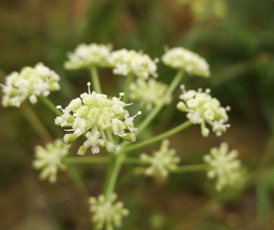 竹葉西風芹(雲防風（植物）)