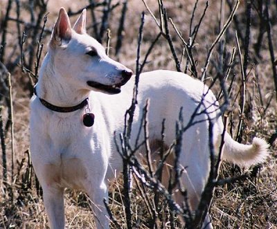 卡南犬