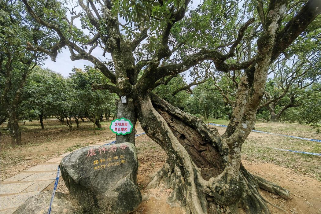 虛懷若谷(廣東省茂名市高州市根子古荔園的古荔樹)