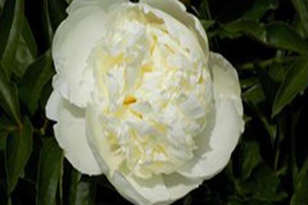 Paeonia \x27Prairie Moon\x27