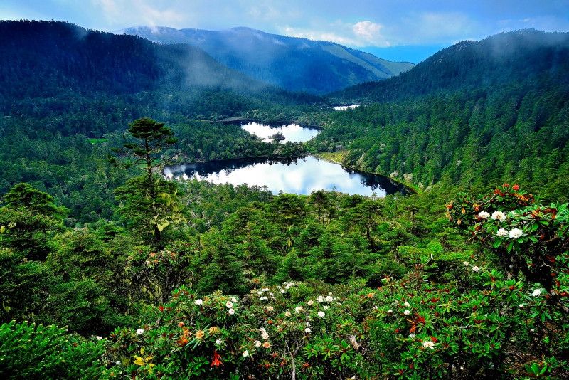 老君山杜鵑花海