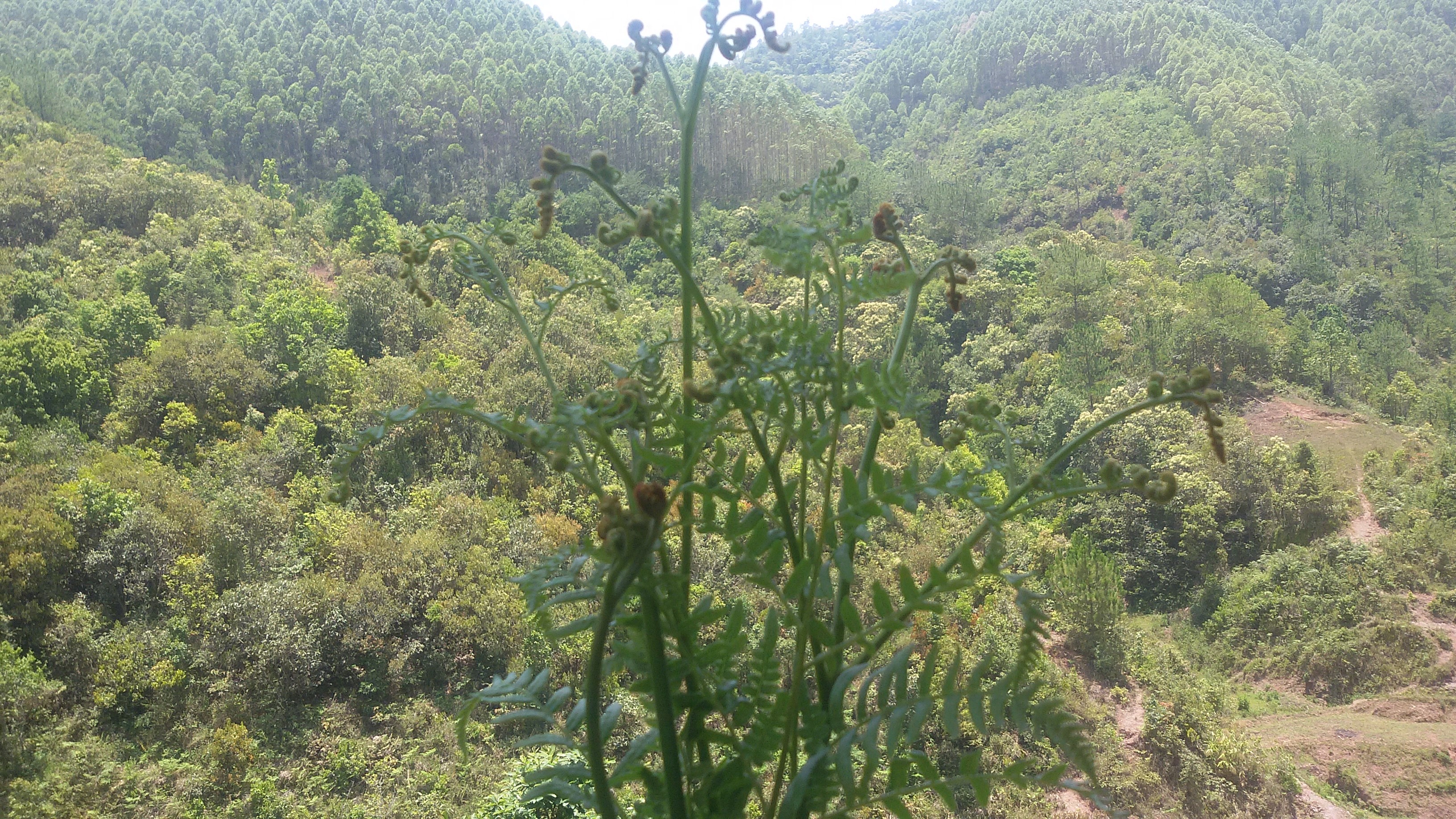 2017年近處的蕨菜和遠處的森林