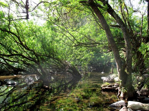 海南黎母山國家森林公園