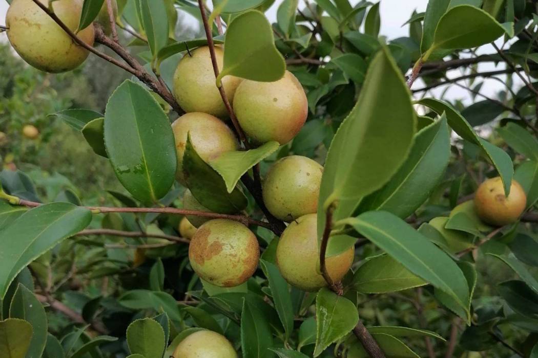 油茶無性系湘林281