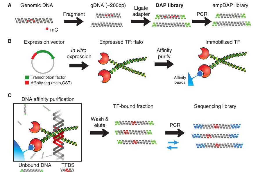 DAP-seq