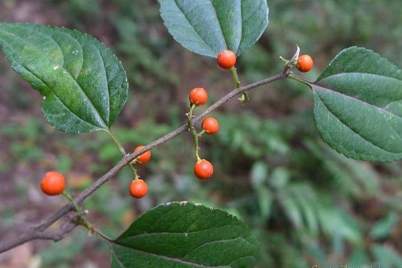 光葉山黃麻(榆科山黃麻屬植物)