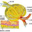 局灶性腎小球硬化症