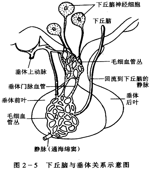 神經腦垂體激素