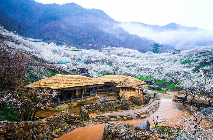 梅花村(四川成都郫縣友愛鎮梅花村)