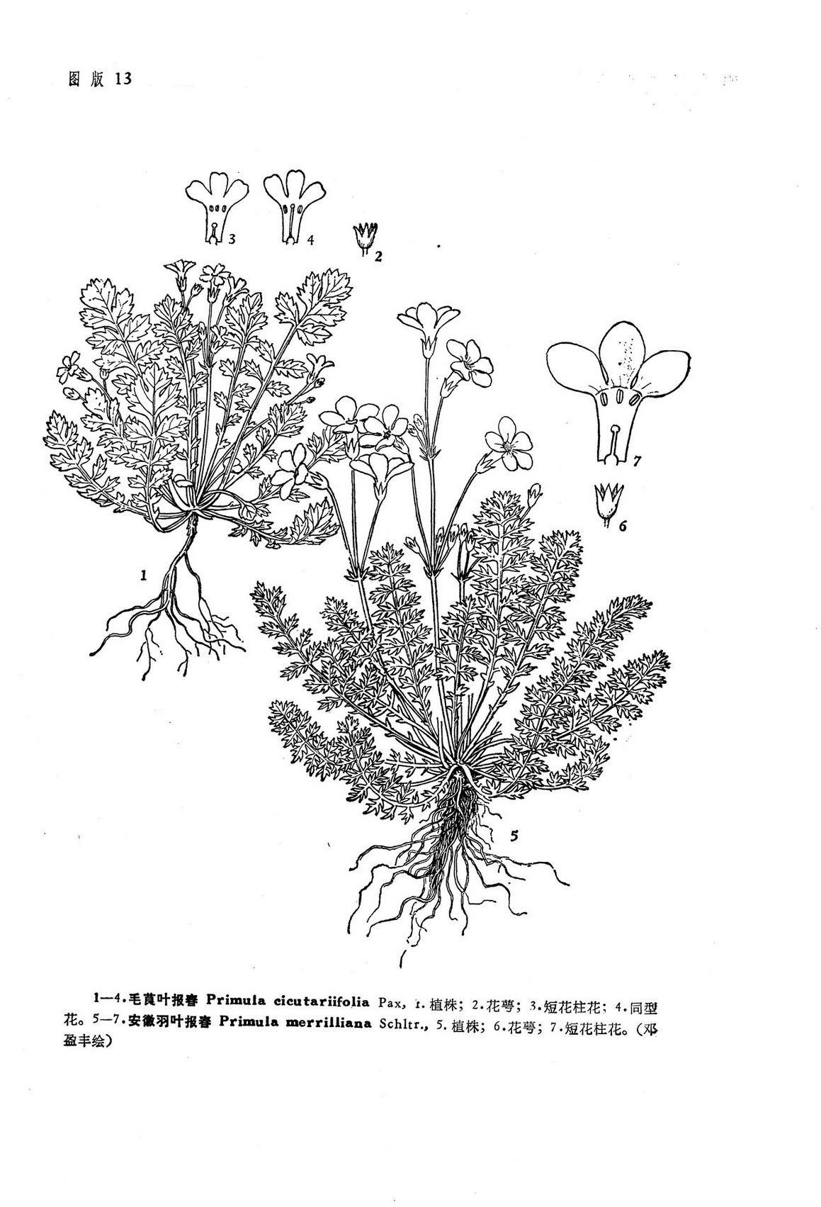 毛莨葉報春