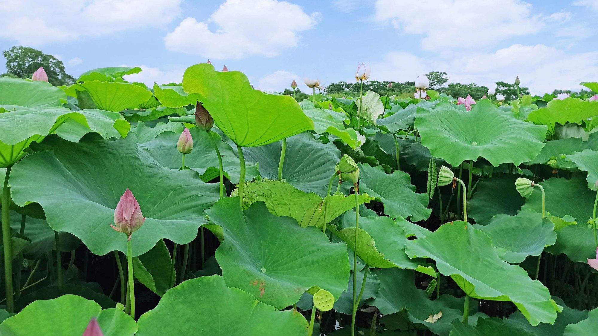 揚州市蜀岡—瘦西湖風景名勝區