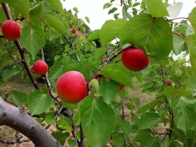 彭陽紅梅杏