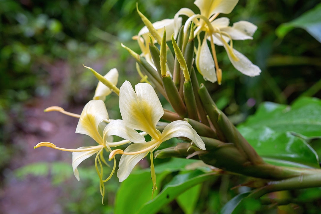 峨眉姜花