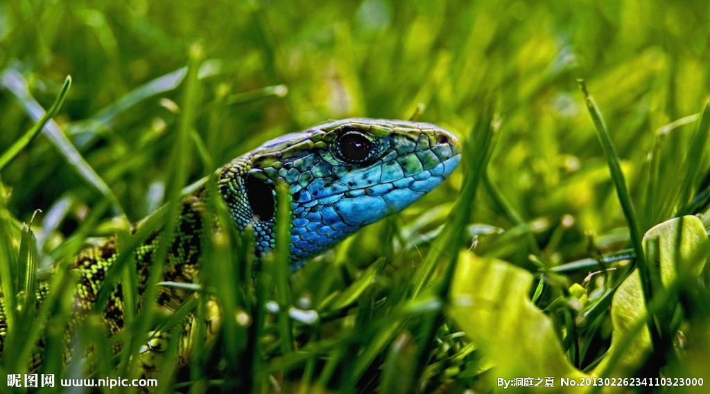 藍蜥蜴(動物)