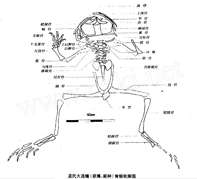 孟氏大連蟾骨骼輪廓圖