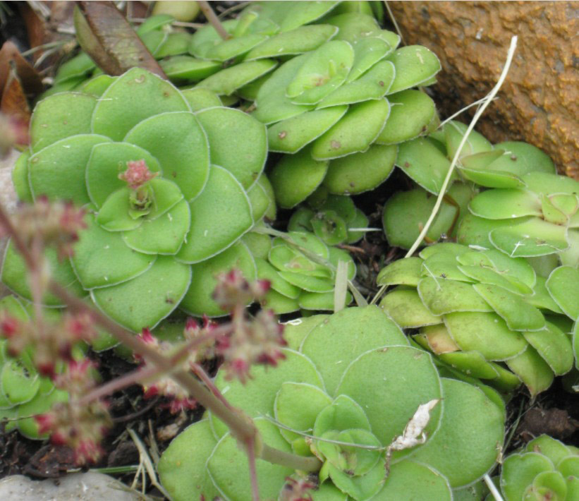 Crassula orbicularis（蔓巴）