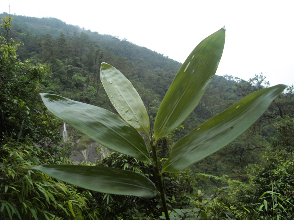 粽粑葉(植物)