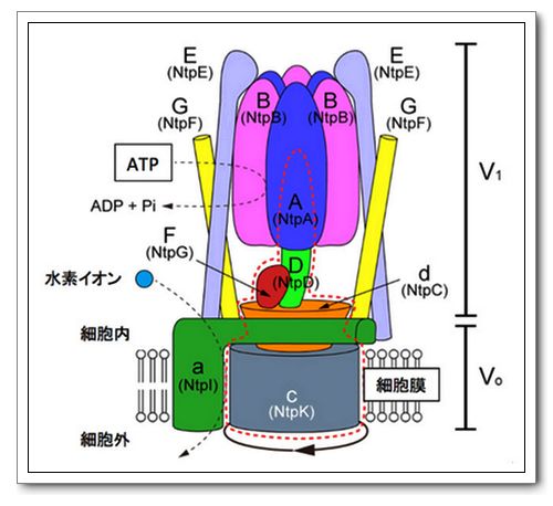 分子馬達