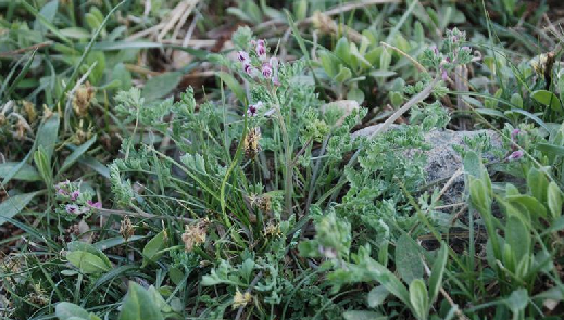 Corydalis bungeana Turcz.&amp;nbsp