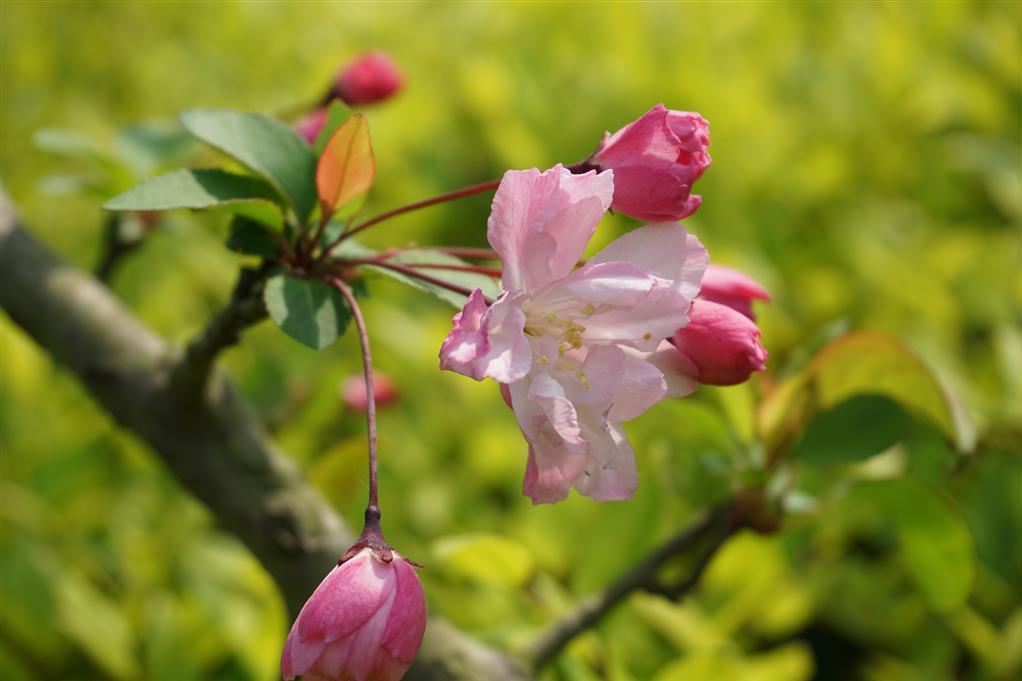 窄葉刺萼秋海棠無性系1號