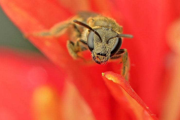 大隧蜂