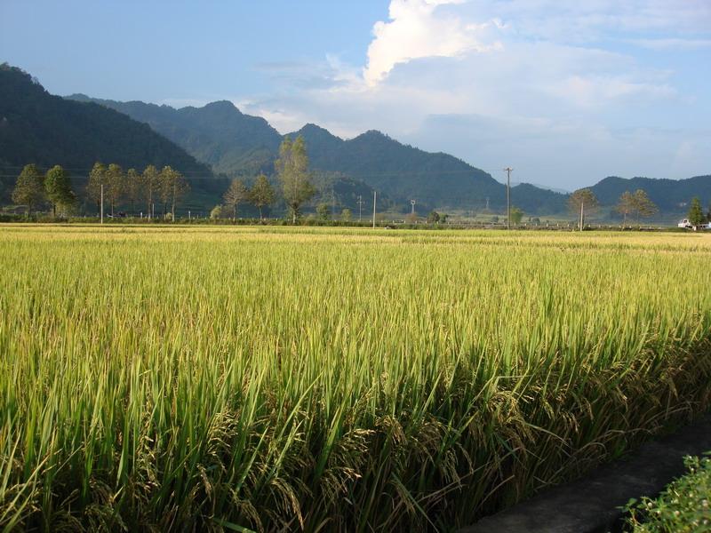 農業一組自然村水稻種植業