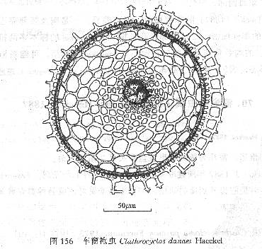 車窗袍蟲