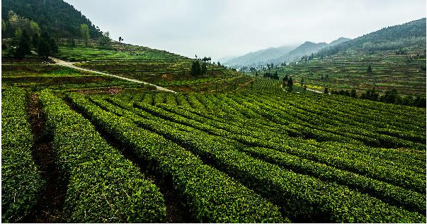 團山茶葉