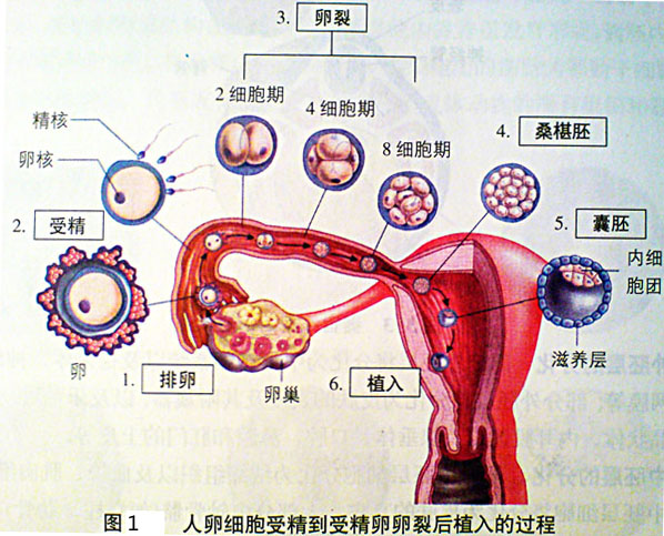 圖1 人卵細胞受精到受精卵卵裂植入的過程