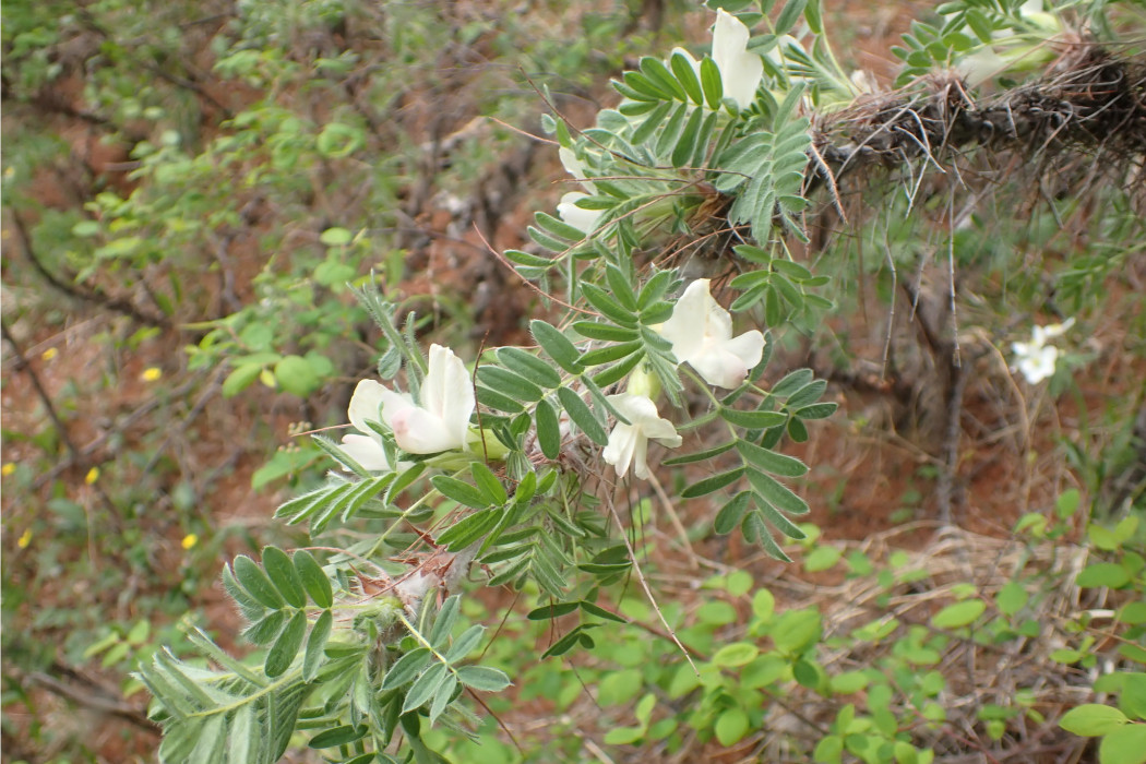 鬼箭錦雞兒(豆科錦雞兒屬植物)