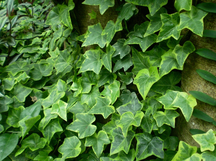 常青藤(常綠木質藤本植物)