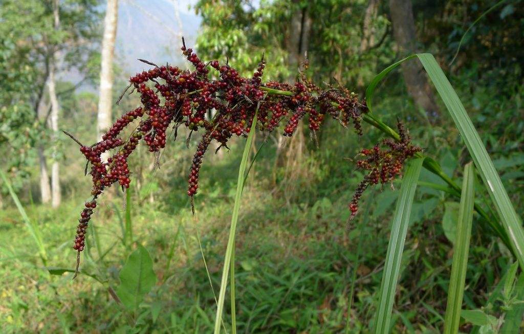 山紅稗