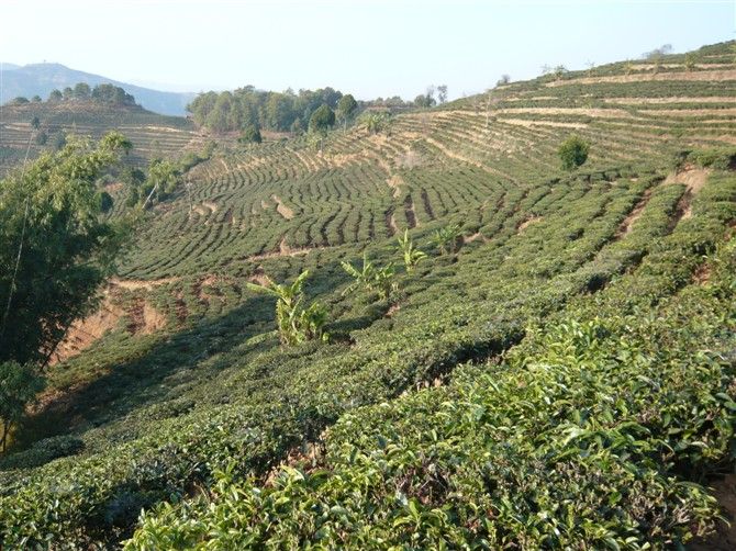 茶園自然村(中和鎮中和村下轄自然村)