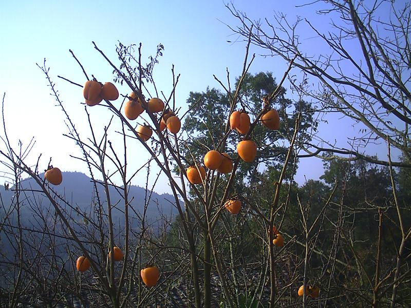 阿吉沖村