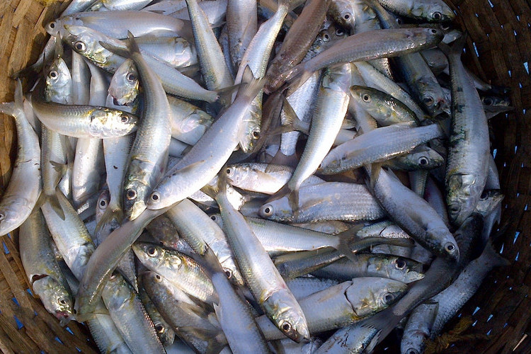 深水網箱海水魚類養殖技術