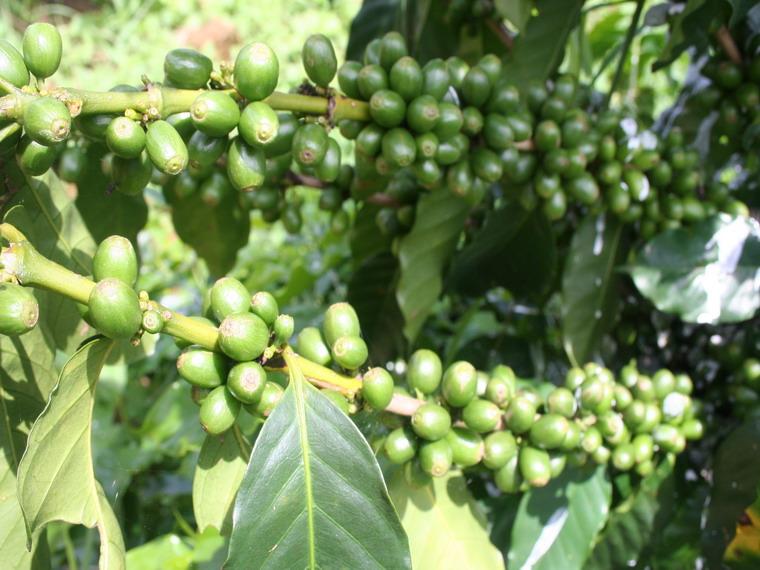 咖啡種植